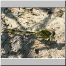 Gomphus pulchellus - Westliche Keiljungfer 03.jpg